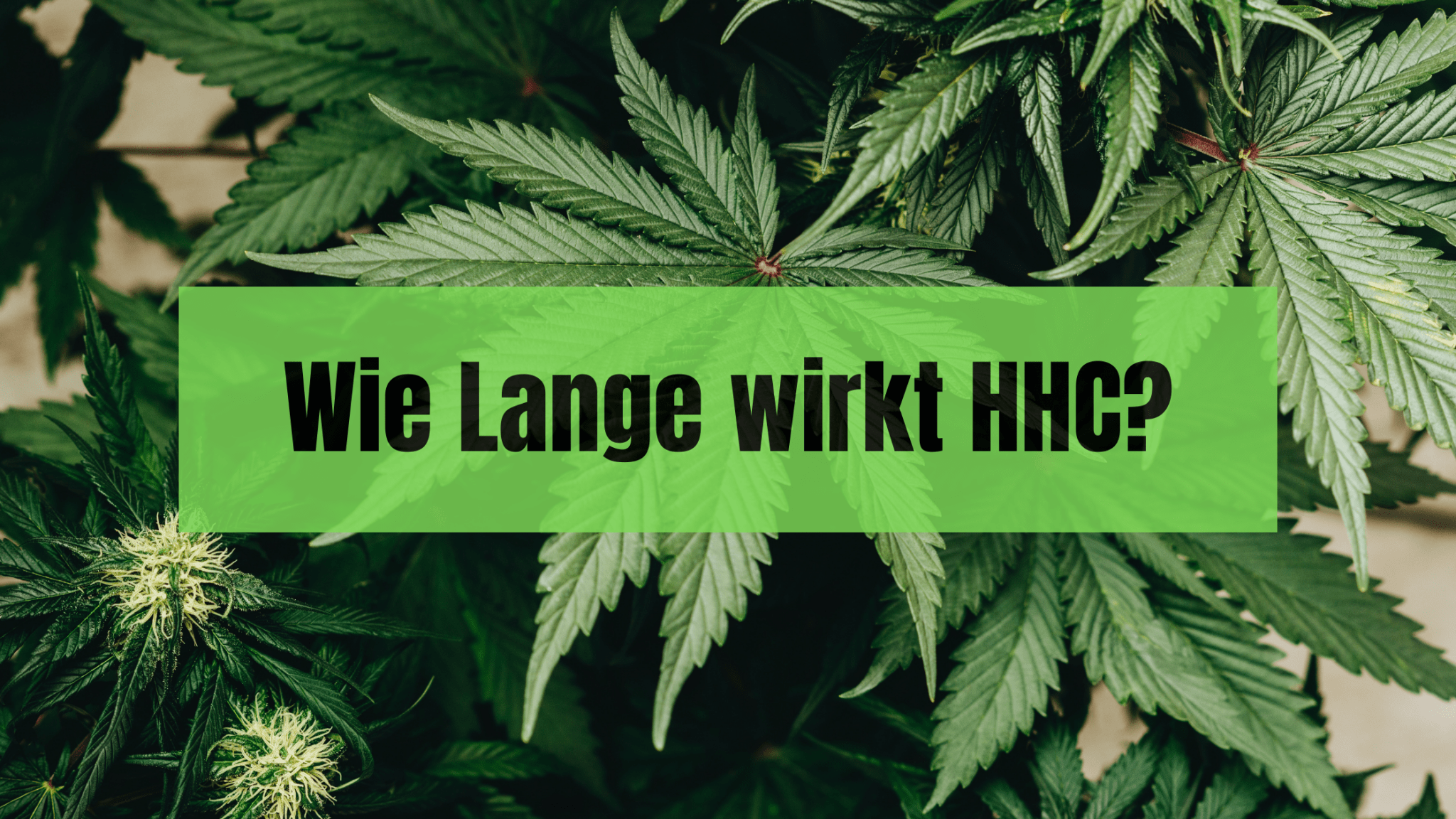 HHC Wirkung ?
