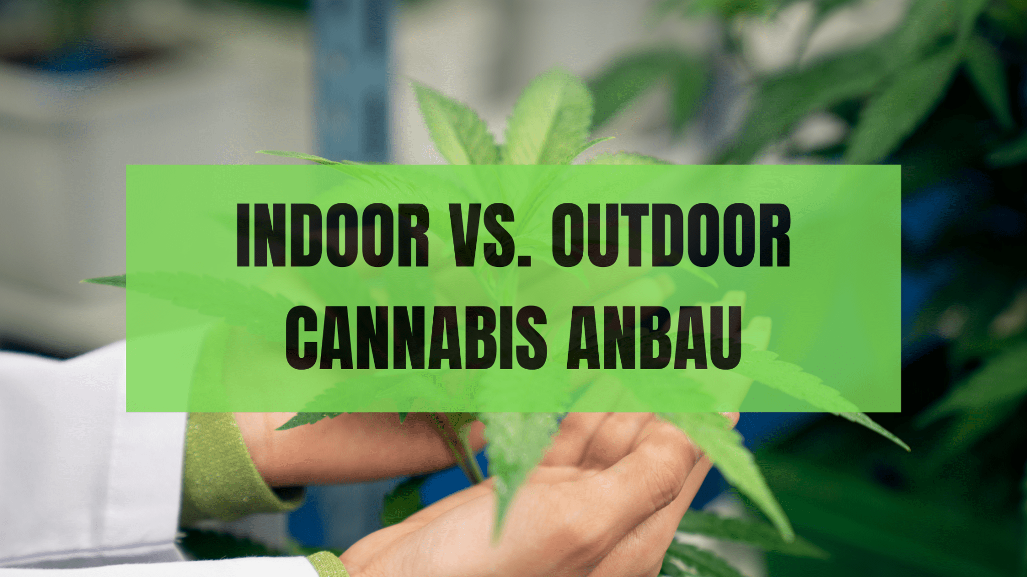 Indoor vs. Outdoor Cannabis Anbau: Der  einfache Leitfaden für deinen erfolgreichen Grow