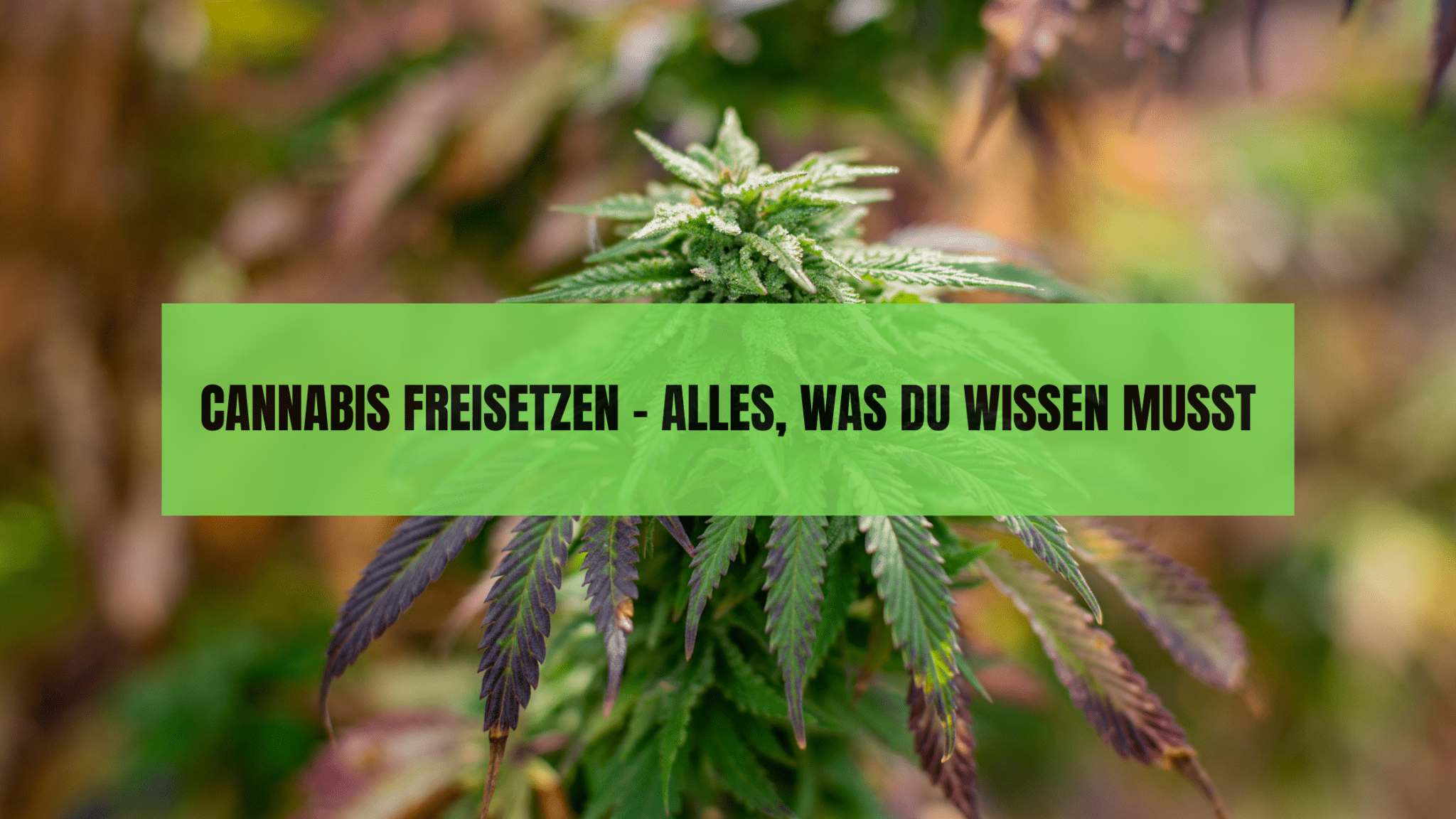 Cannabis Freisetzen – Alles, was du wissen musst