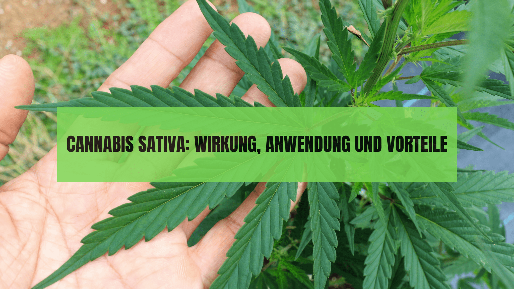 Cannabis Sativa: Wirkung, Anwendung und Vorteile