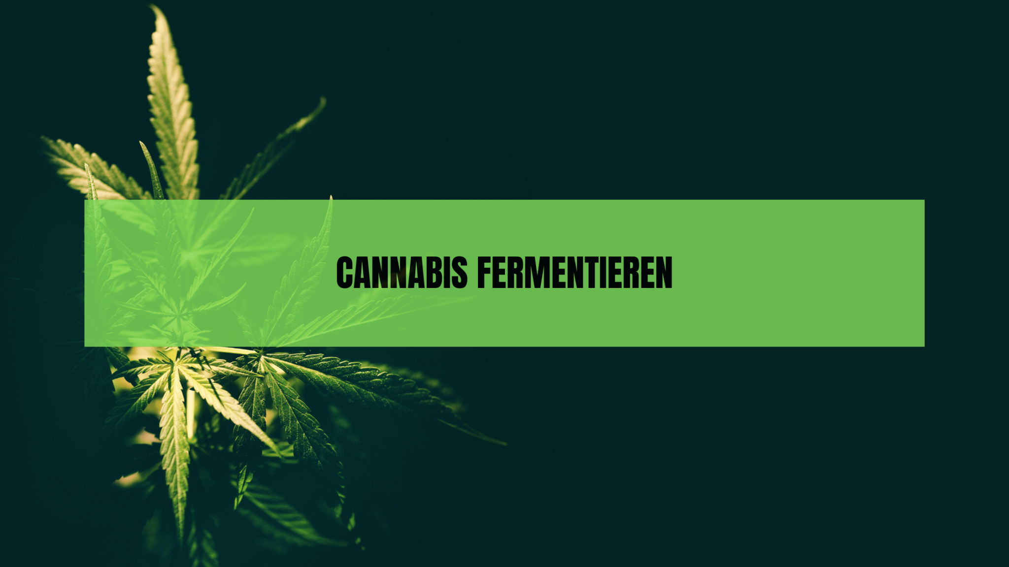 Cannabis Fermentieren: Die Ultimative Einleitung für aromatisches, potentes Gras