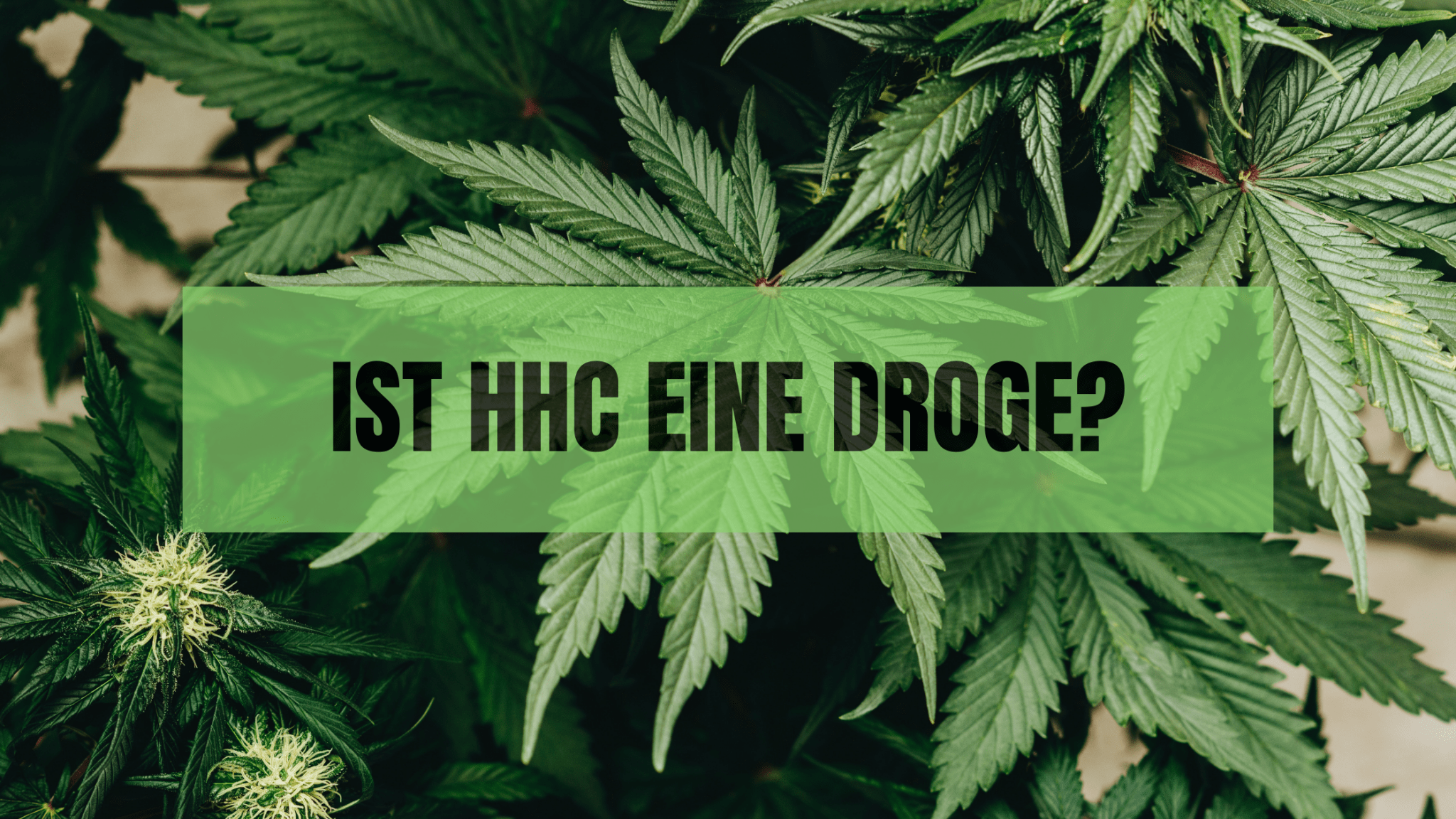 Ist HHC eine Droge? Alles, was du über dieses synthetische Cannabinoid wissen solltest