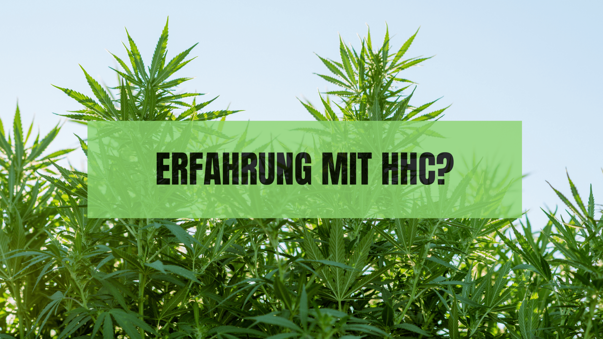 ERFAHRUNG MIT HHC?