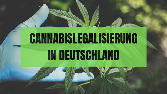 Die Cannabislegalisierung in Deutschland