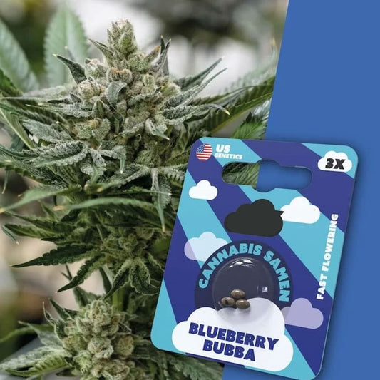 Blueberry Bubba | Premium Cannabissamen 3x
