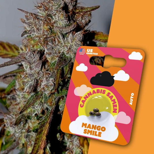 Mango Smile | Premium Cannabissamen 3x