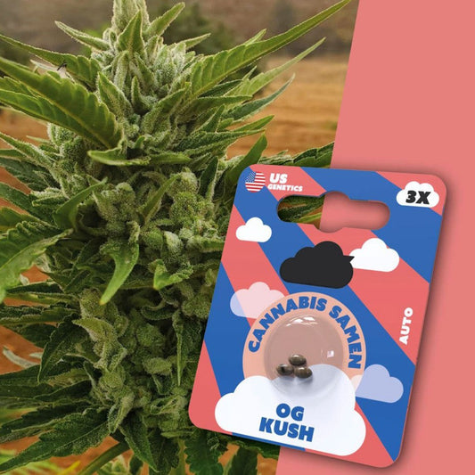OG Kush | Premium Cannabissamen 3x