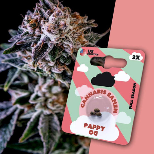 Pappy OG | Premium Cannabissamen 3x